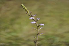 Buchnera hispida